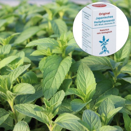 Mentha spicata 'Abura' - Rohemünt 'Abura' C1,5/1,5L